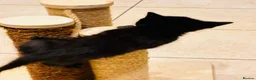Mixed Breed cats for sale: Black male kitten in Chelmsford - Advert 5