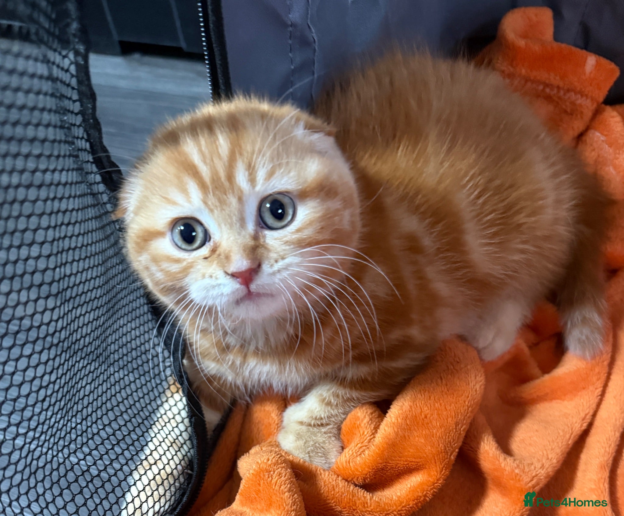 Scottish Fold cats for sale: 🩷Beautiful Scottish Fold/Straight kittens🩷 - Advert 1