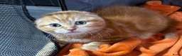 Scottish Fold cats for sale: 🩷Beautiful Scottish Fold/Straight kittens🩷 - Advert 6