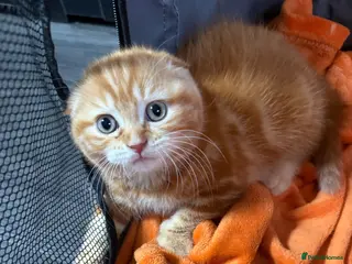 Scottish Fold cats for sale: 🩷Beautiful Scottish Fold/Straight kittens🩷 - Advert 1