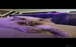 Ragdoll cats for sale: Blue tabby GCCF (ACTIVE) Queen - Image 4