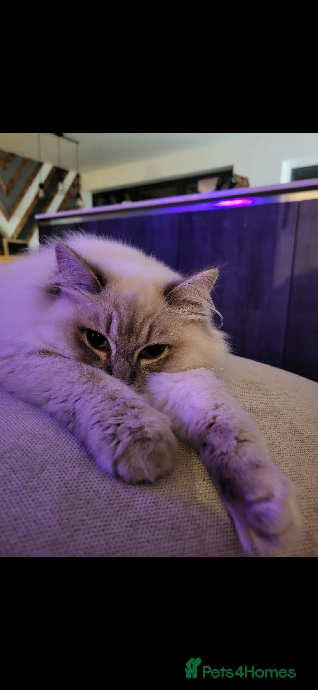 Ragdoll cats for sale: Blue tabby GCCF (ACTIVE) Queen - Image 4