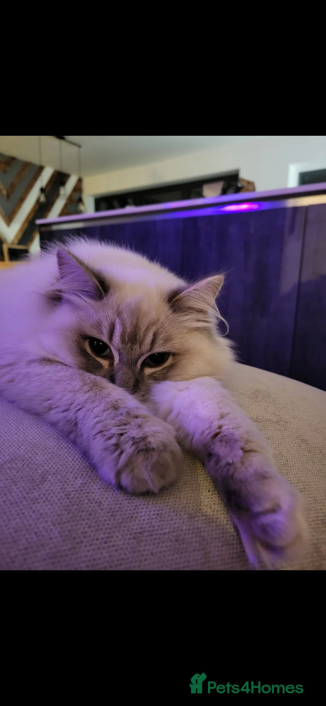 Ragdoll cats for sale: Blue tabby GCCF (ACTIVE) Queen - Advert 4