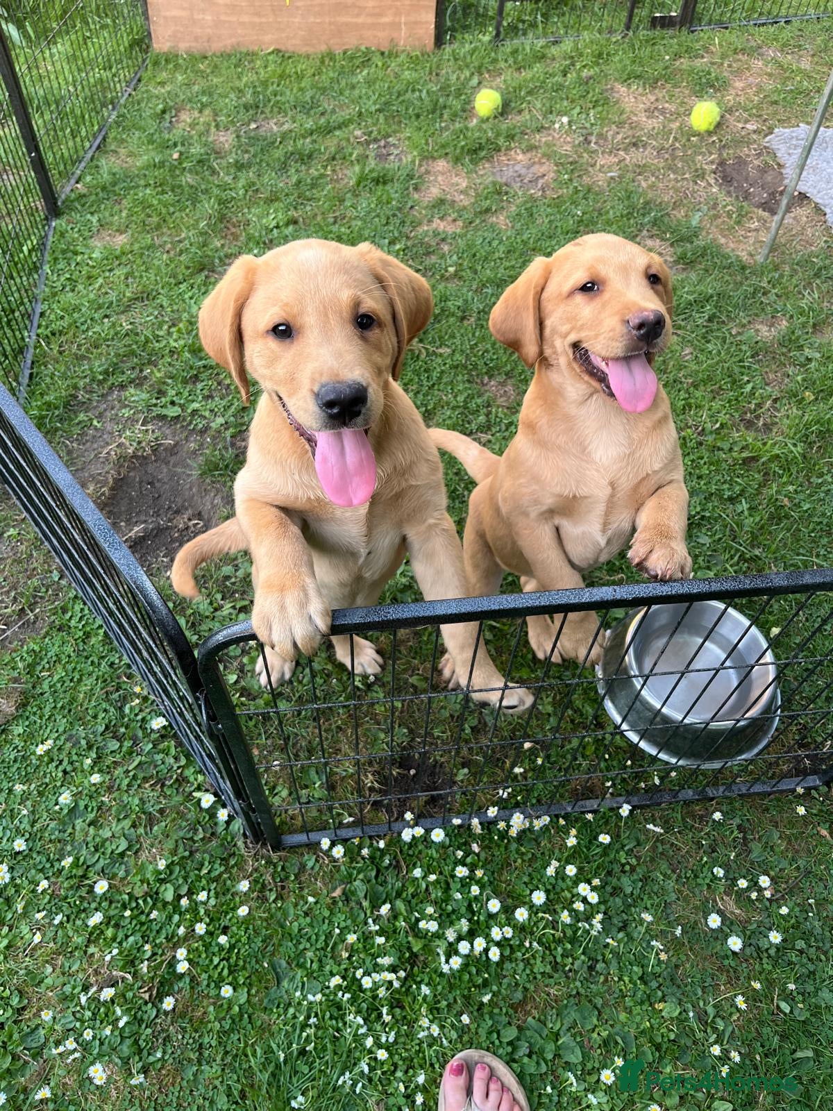 Labrador Retriever dogs Pedigree Labrador Boy Puppy LAST ONE! - Advert 1