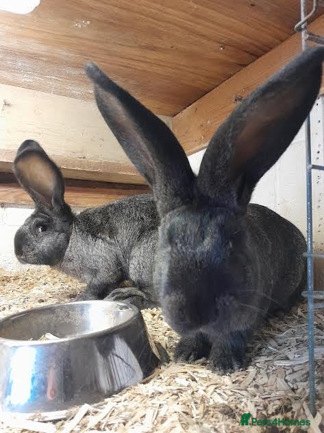 Continental Giant rabbits continental giant rabbits 10 weeks old ready go - Advert 1