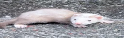 Ferret rodents for sale: Part Angora hob ferret new pic and video added - Advert 15