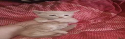 Mixed Breed cats for sale: 5 gorgeous playful male kittens,  in Llanybydder - Advert 12