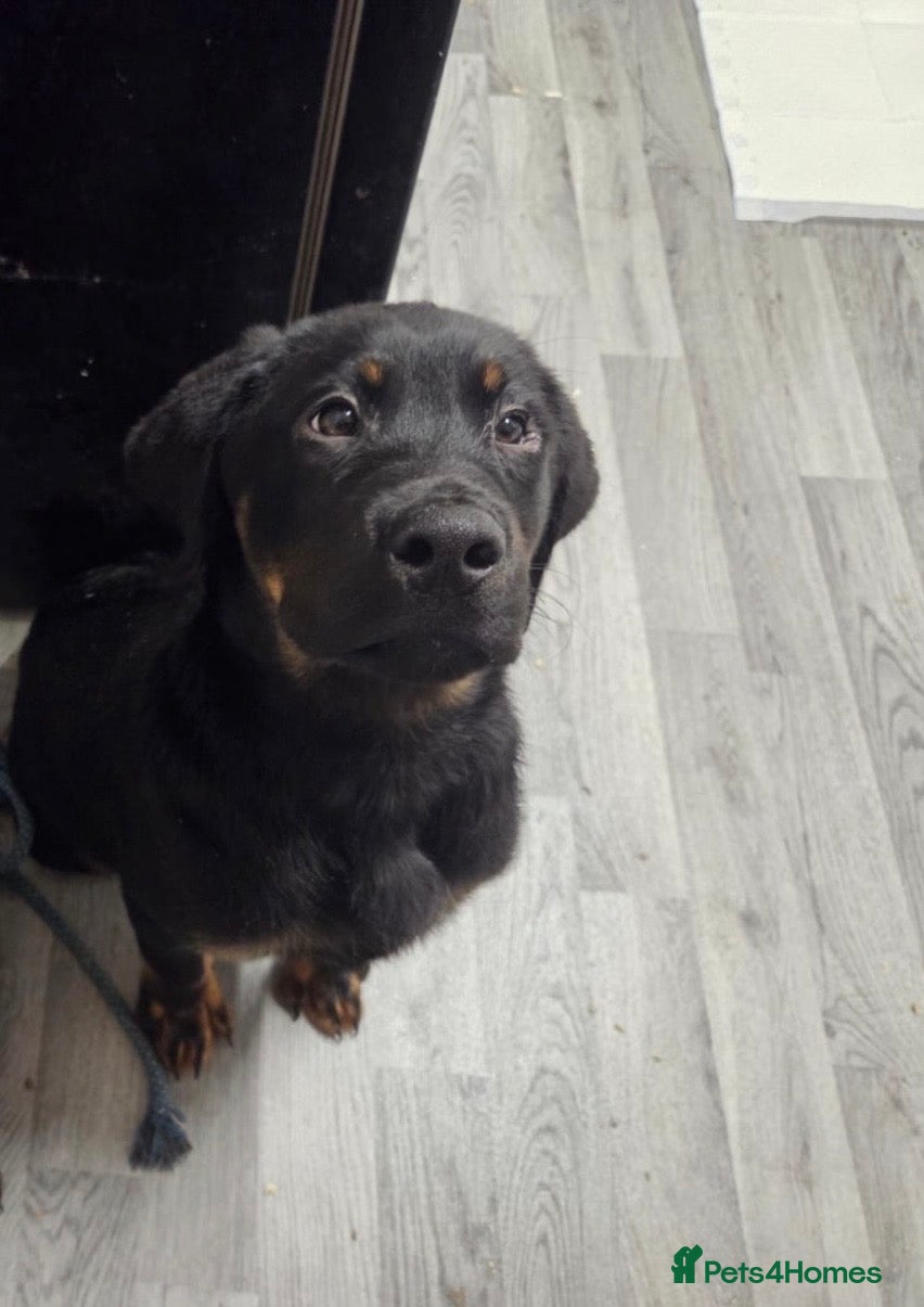 Mixed Breed dogs Rottweiler X - Advert 1