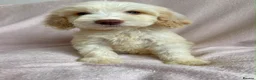 Cockapoo dogs for sale: Cockapoo puppies  - Advert 3