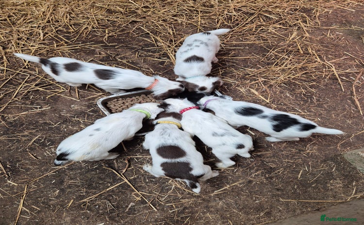 English Springer Spaniel dogs - Advert 7