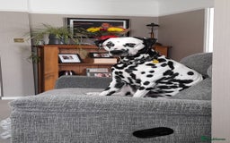 Dalmatian dogs for stud: Handsome boy for stud in Doncaster - Image 2