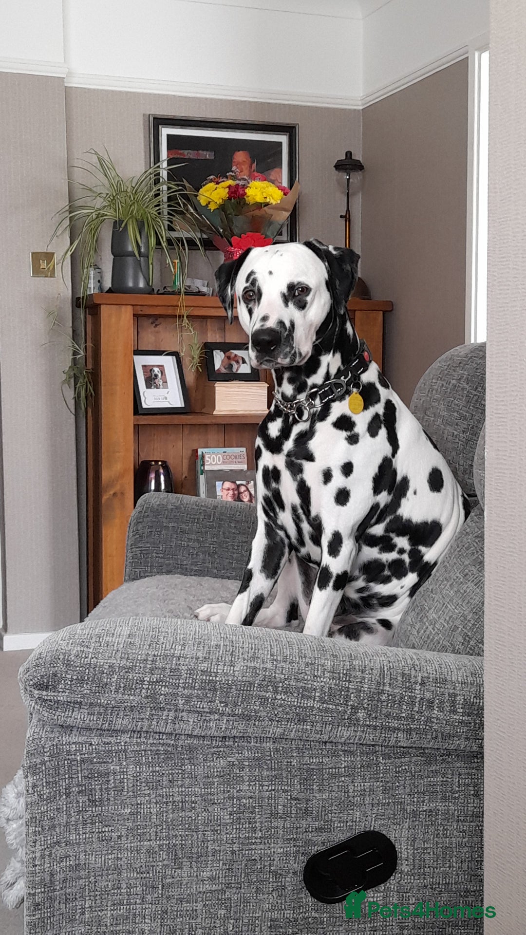 Dalmatian dogs for stud: Handsome boy for stud in Doncaster - Image 2