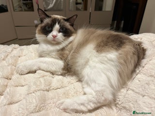 Ragdoll cats Gccf ragdoll kitten - Advert 3