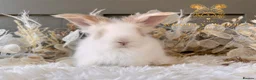 Angora rabbits for sale: Fully Vaccinated Angora Litter - Advert 10