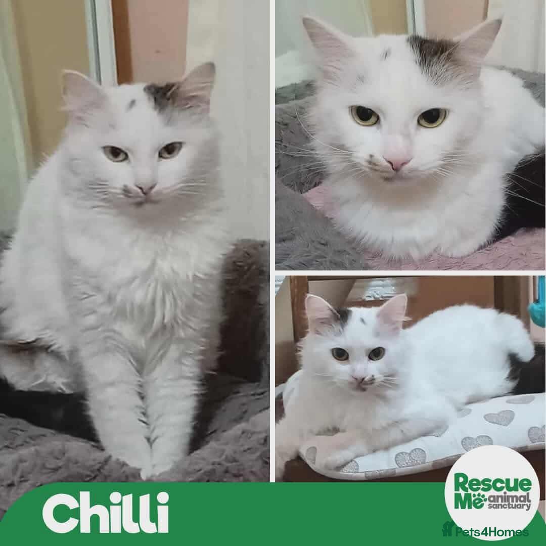 Mixed Breed cats for adoption: Chilli - Advert 1