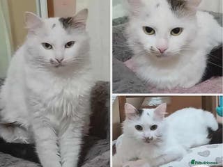 Mixed Breed cats Chilli - Advert 1