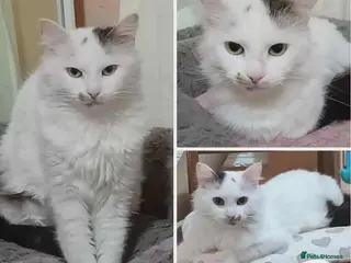 Mixed Breed cats Chilli - Advert 4