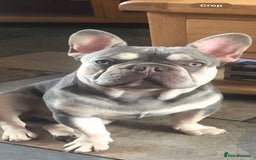 French Bulldog dogs for sale: 💕 READY NOW KC REGISTERED 💕 - Image 7