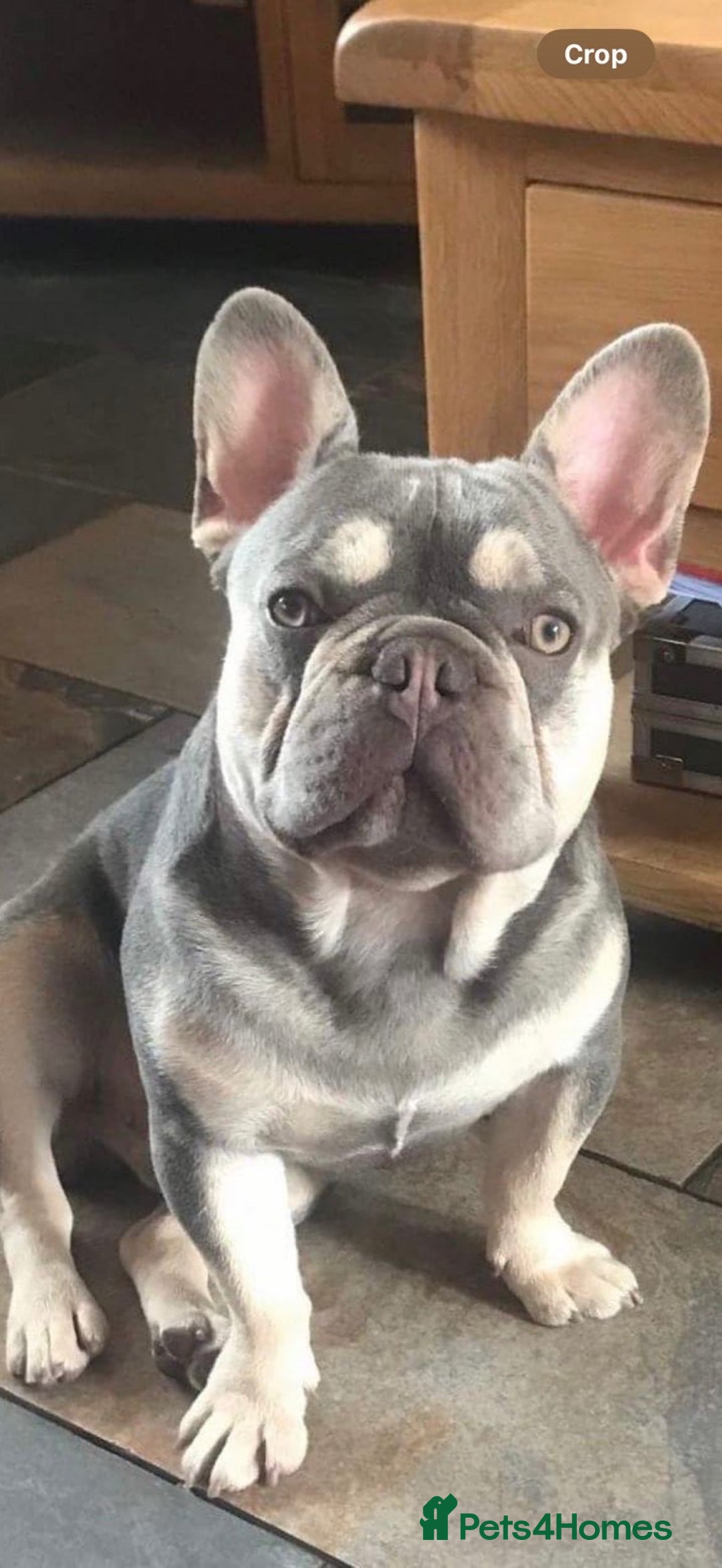 French Bulldog dogs for sale: 💕 READY NOW KC REGISTERED 💕 - Image 7