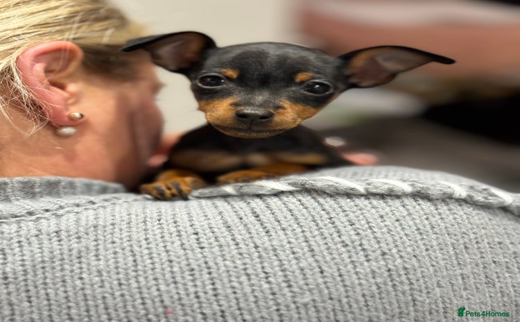 Miniature Pinscher dogs - Advert 1