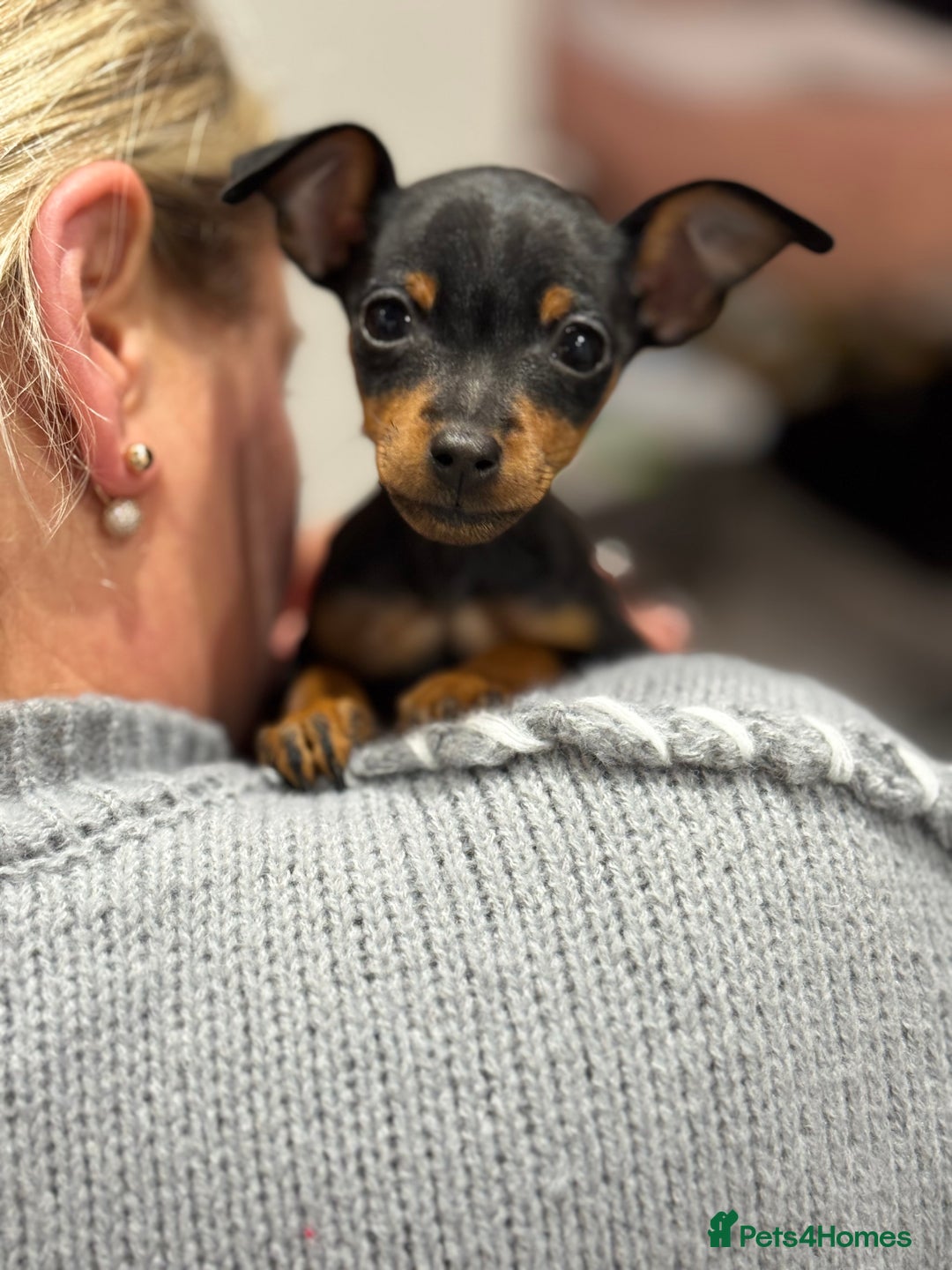 Miniature Pinscher dogs for sale: Not KC Reg Miniature Pincher Girl - Image 2
