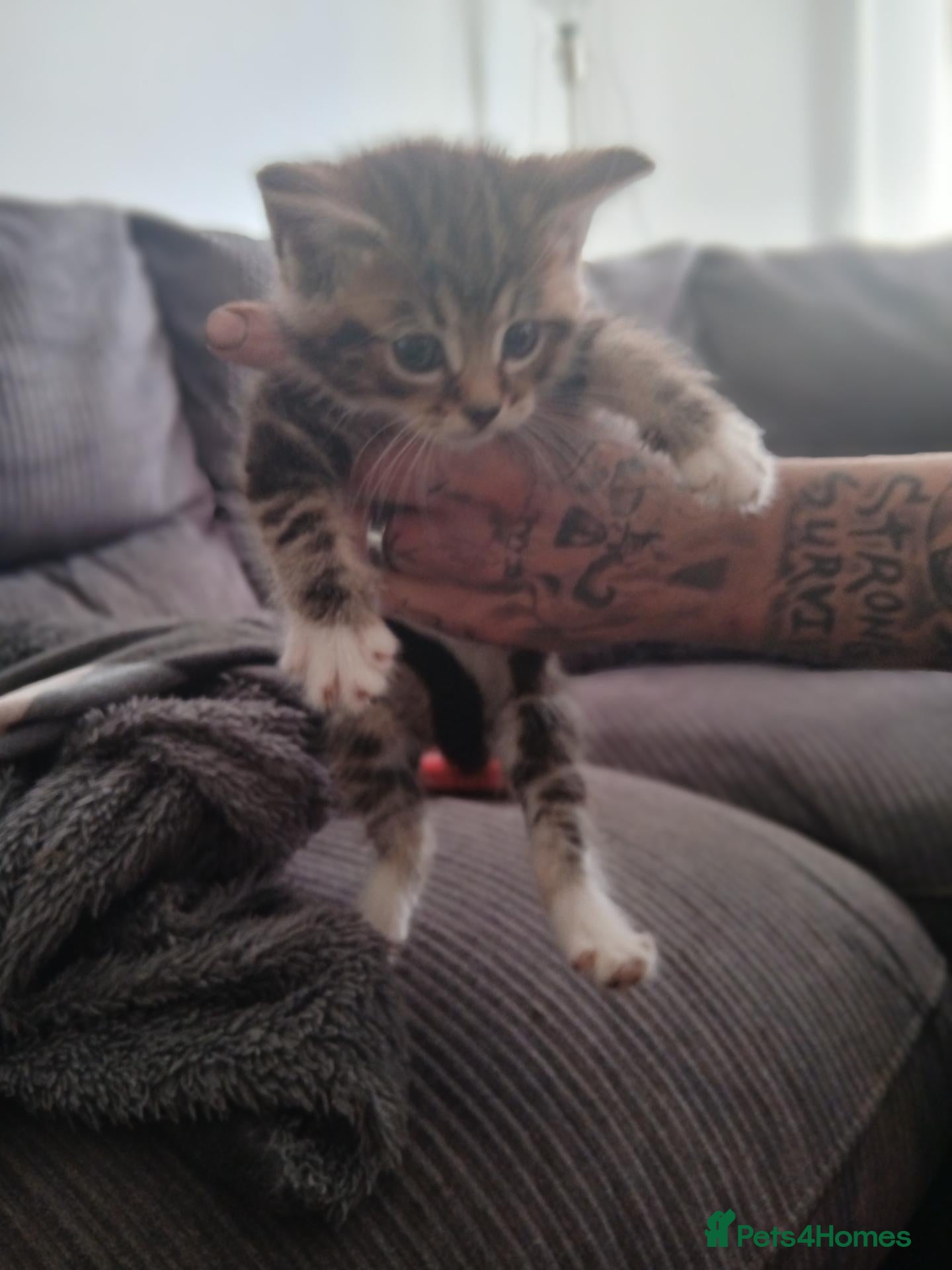 Maine Coon cats Beautiful cross kittens  - Advert 10