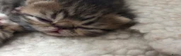 Exotic cats for sale: 3 high quality exotics - Advert 3