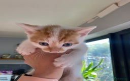 British Shorthair cats for sale: 3 beautiful British Shorthair Kittens  - Image 19