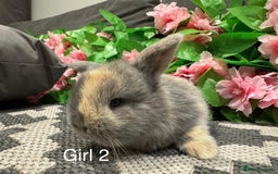 Mini Lop rabbits for sale: ⭐️ STUNNING PURE BRED MINI LOPS⭐️ - Image 8