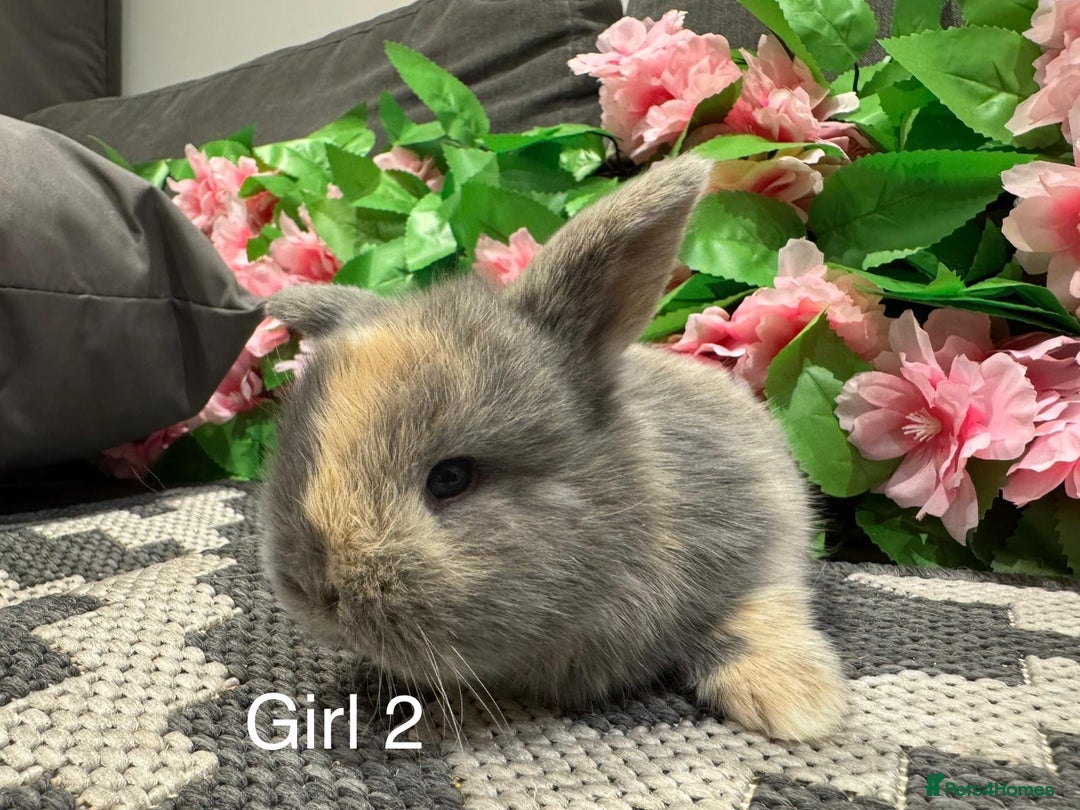Mini Lop rabbits for sale: ⭐️ STUNNING PURE BRED MINI LOPS⭐️ - Image 8