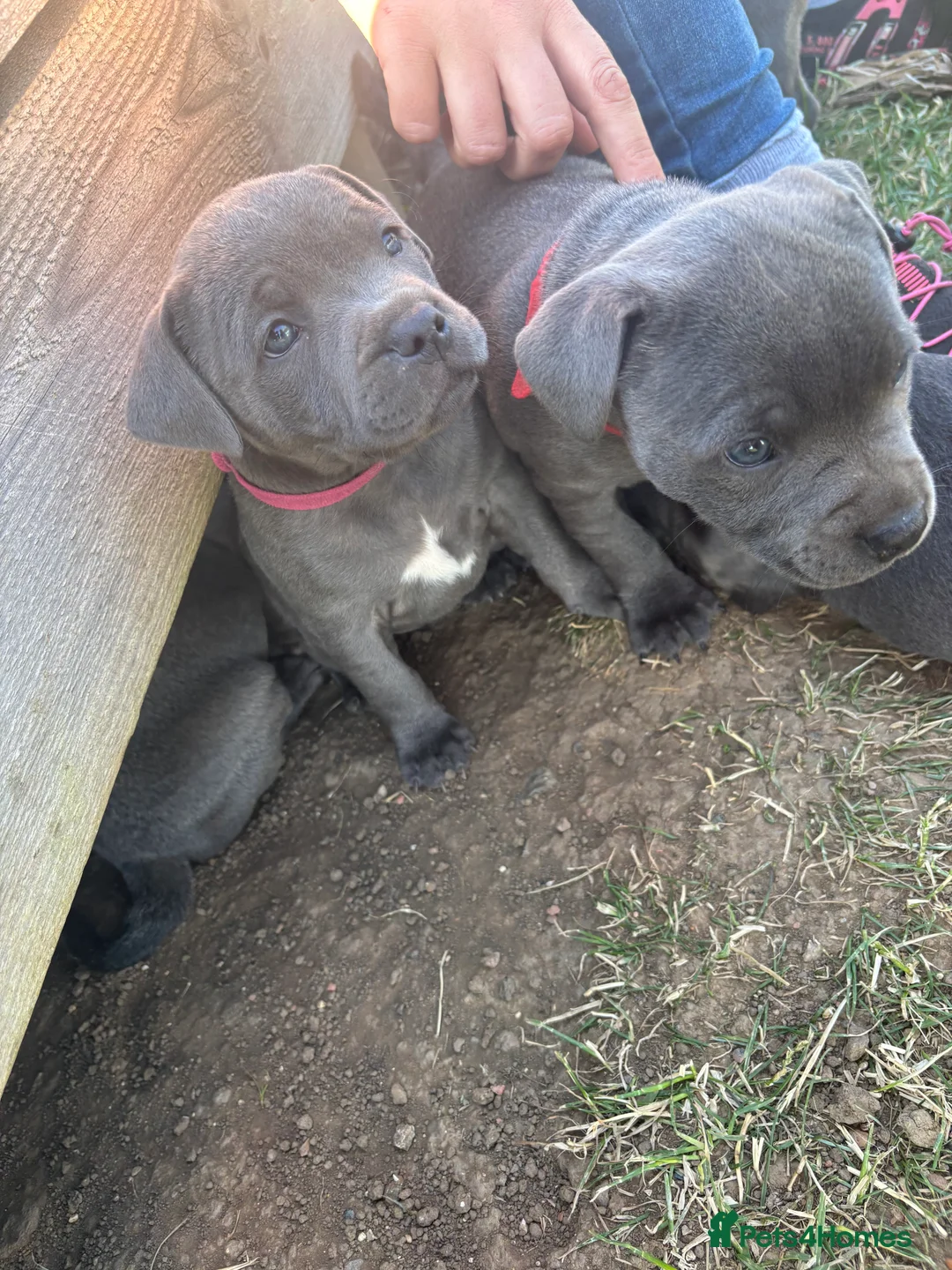 Staffordshire Bull Terrier dogs for stud: Proven KC Blue Staffy For Stud  - Advert 6