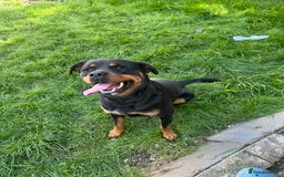 Rottweiler dogs for sale: Female Rottweiler  - Advert 4