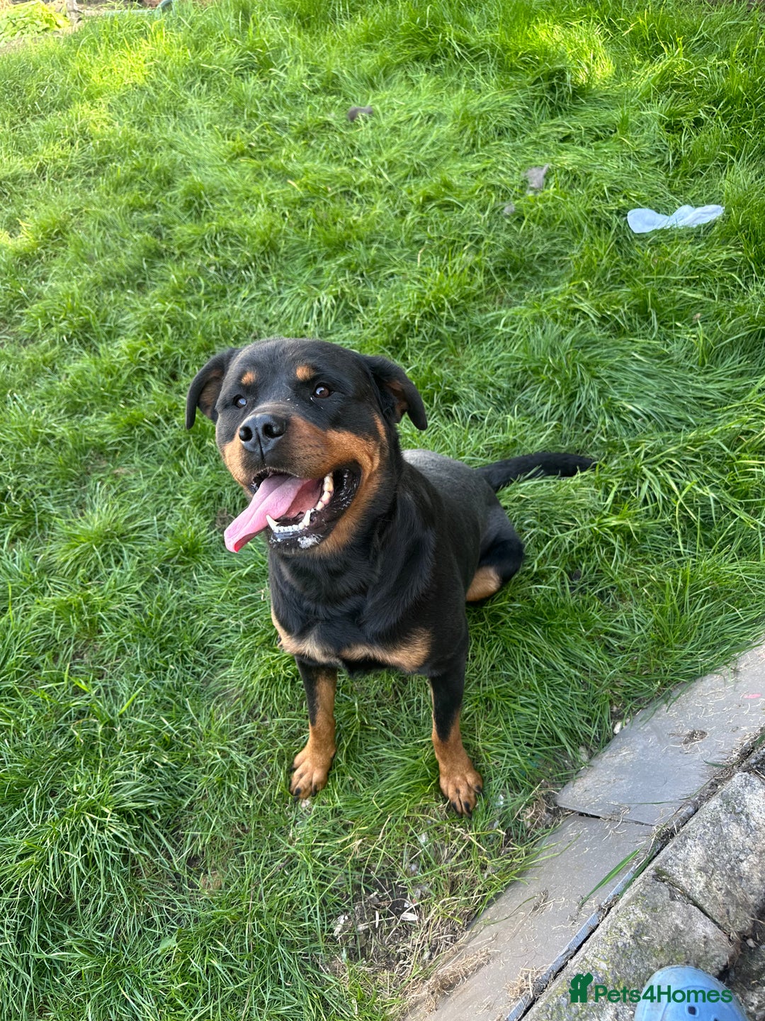 Rottweiler dogs for sale: Female Rottweiler  - Advert 4