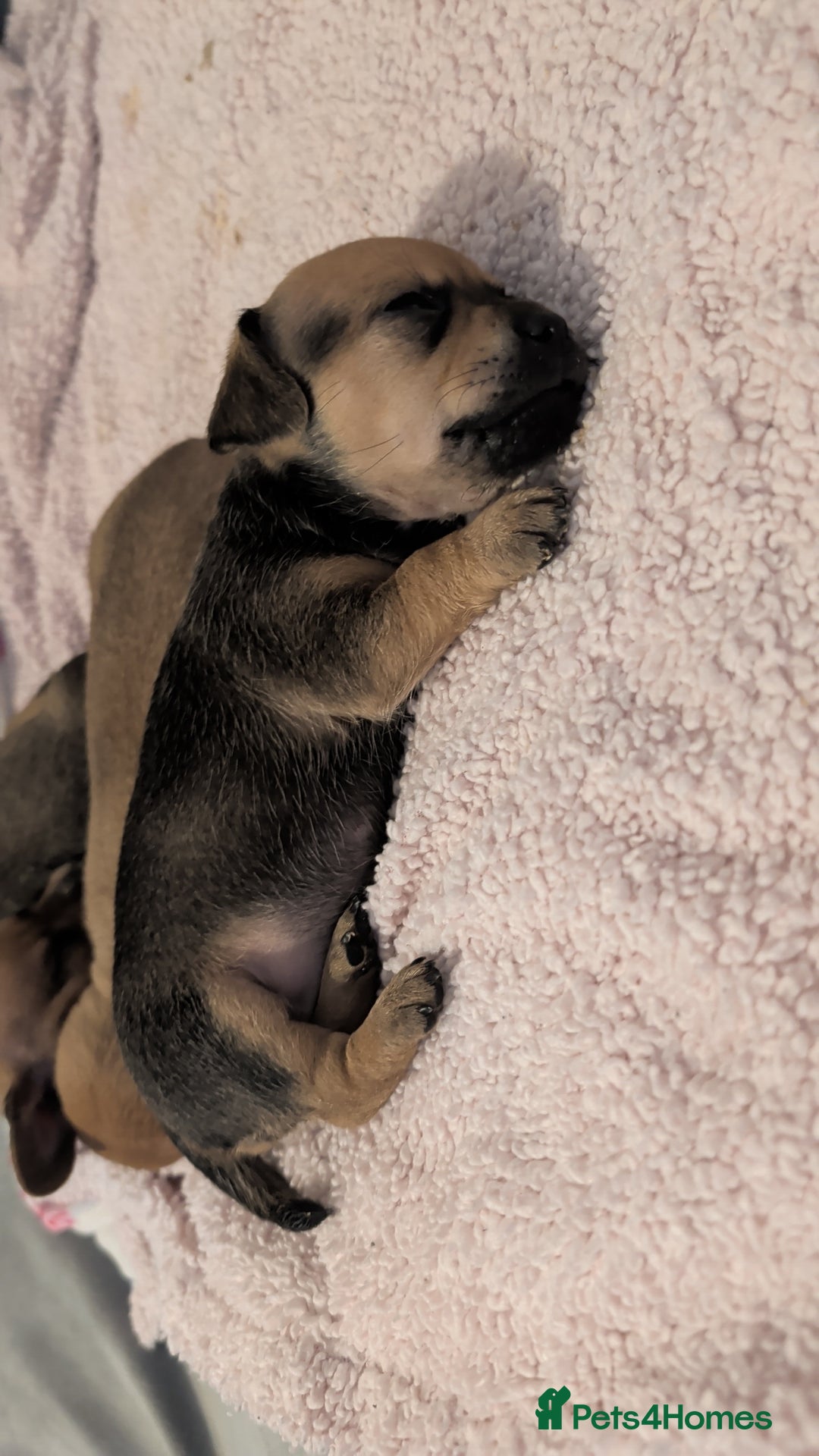 Dachshund dogs for sale: 2 puppies left  - Advert 6