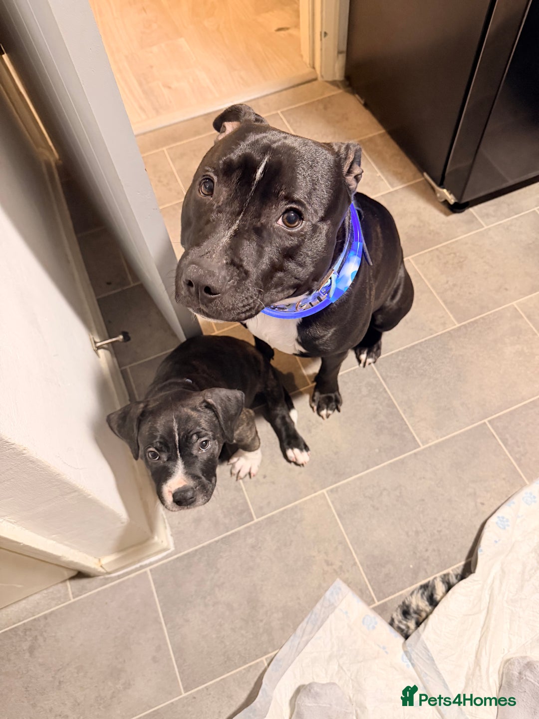 Staffordshire Bull Terrier dogs for stud: Meeting Bagheera  - Advert 5