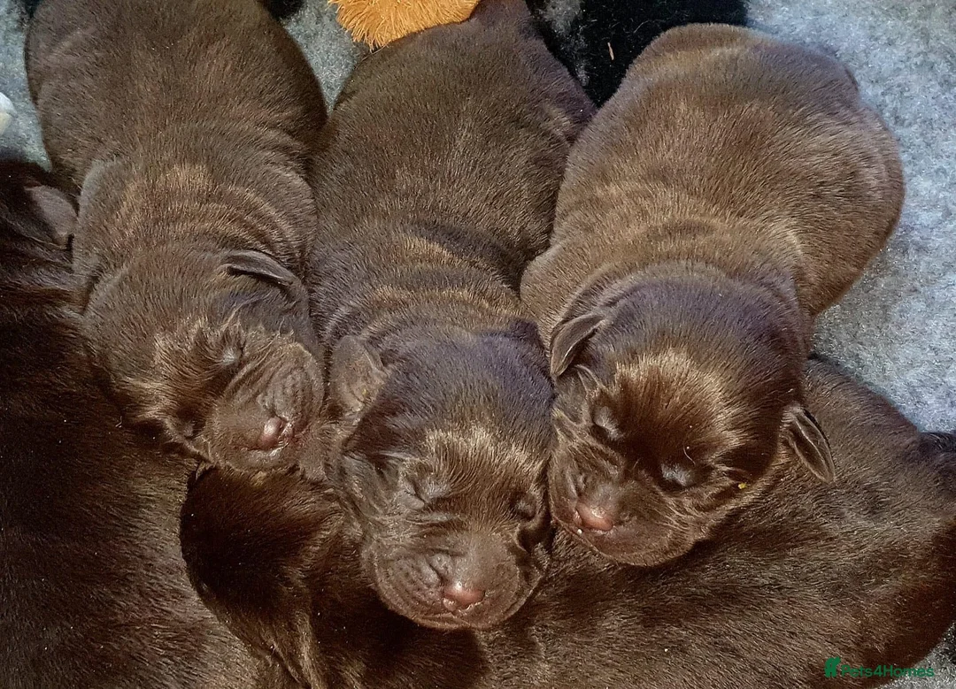 Labrador Retriever dogs for stud: HEALTH TESTED KC CHOCOLATE SHOW LABRADOR FOR STUD in Chesterfield - Advert 11