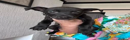Lurcher dogs for sale: Lurcher puppies M/F  - Advert 12