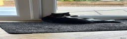 Mixed Breed cats for sale: Tuxedo cat  **   in Chesterfield - Advert 3