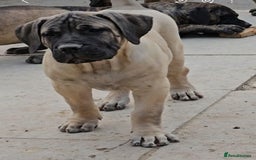 Presa Canario dogs for sale: Presa canario last male  - Image 2