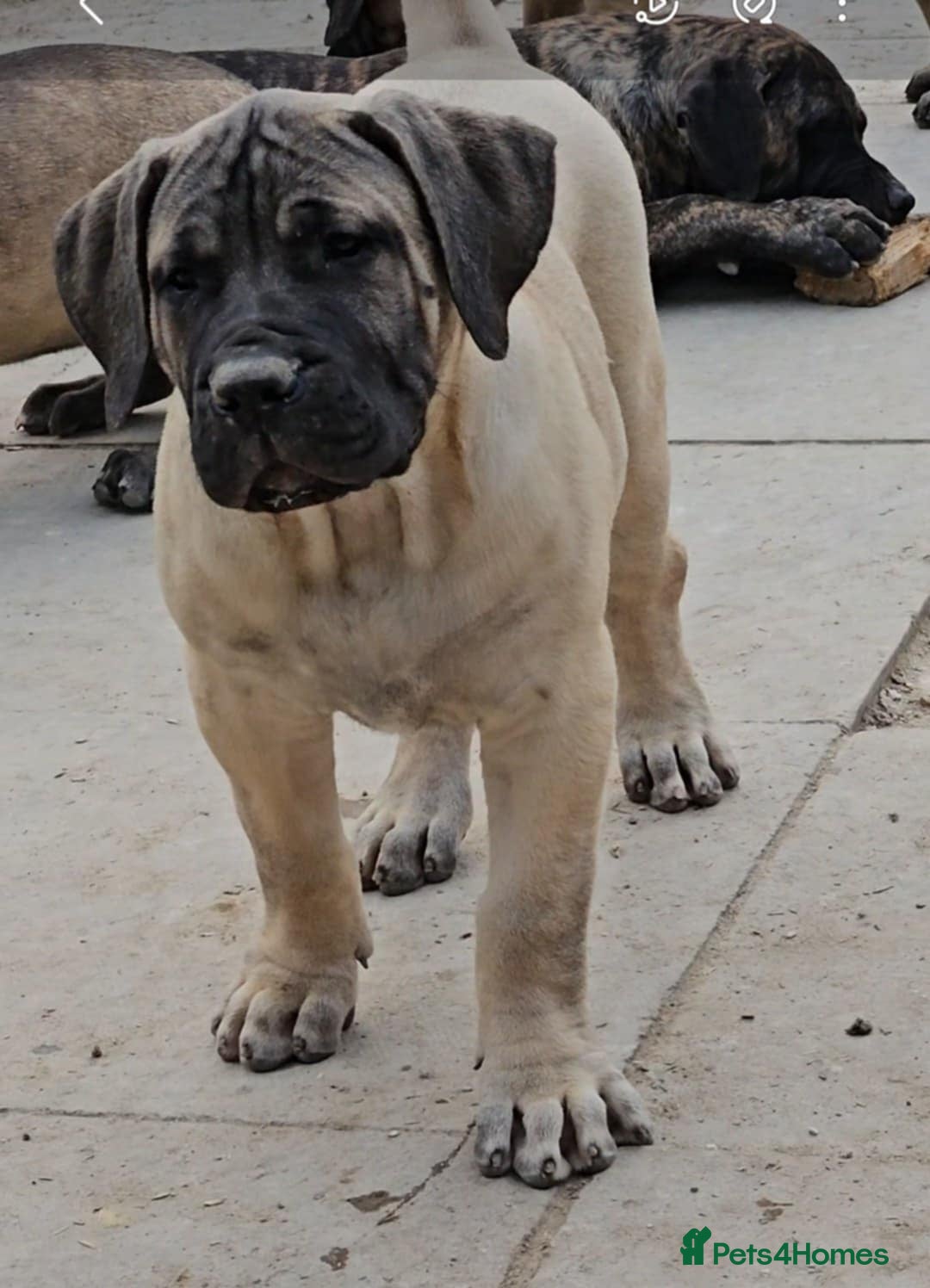 Presa Canario dogs for sale: Presa canario last male  - Image 2