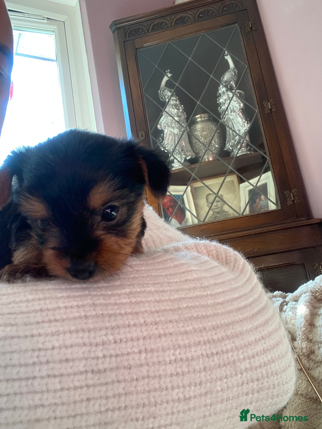 Yorkshire Terrier dogs for sale: 2 Boys 2 Girls Yorkshire Terriers for sale - Advert 20
