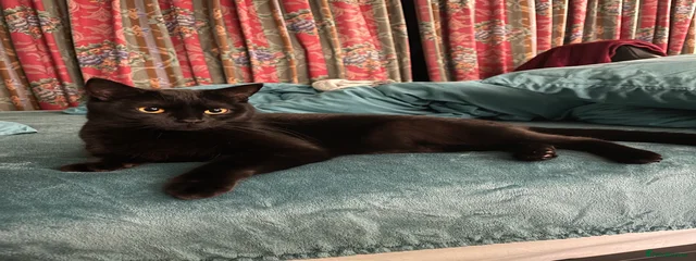 Mia
