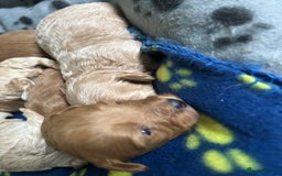 Maltipoo dogs for sale: ✨ Maltipoo Puppies Looking for Forever Homes! ✨ - Image 7