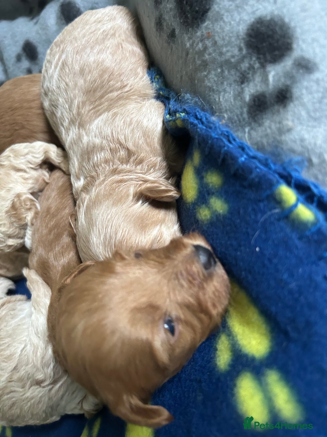 Maltipoo dogs for sale: ✨ Maltipoo Puppies Looking for Forever Homes! ✨ - Image 7