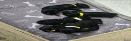 Shihpoo dogs for sale: ✨ F1B Shihpoo Puppies Looking for Forever Families - Advert 9