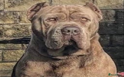 Mastiff dogs for sale: Absolutely Stunning Boy Available - Image 3