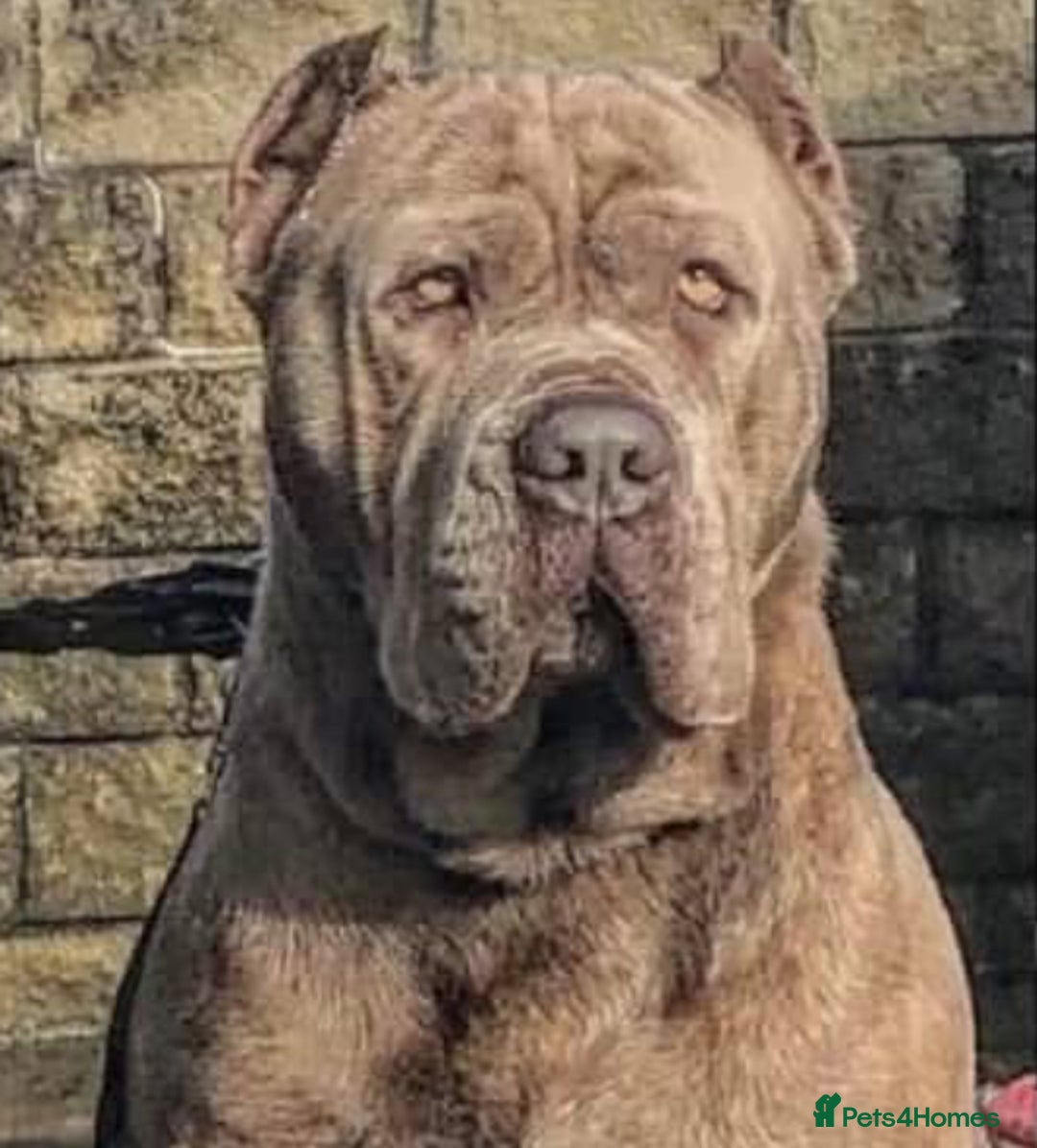 Mastiff dogs for sale: Absolutely Stunning Boy Available - Image 3