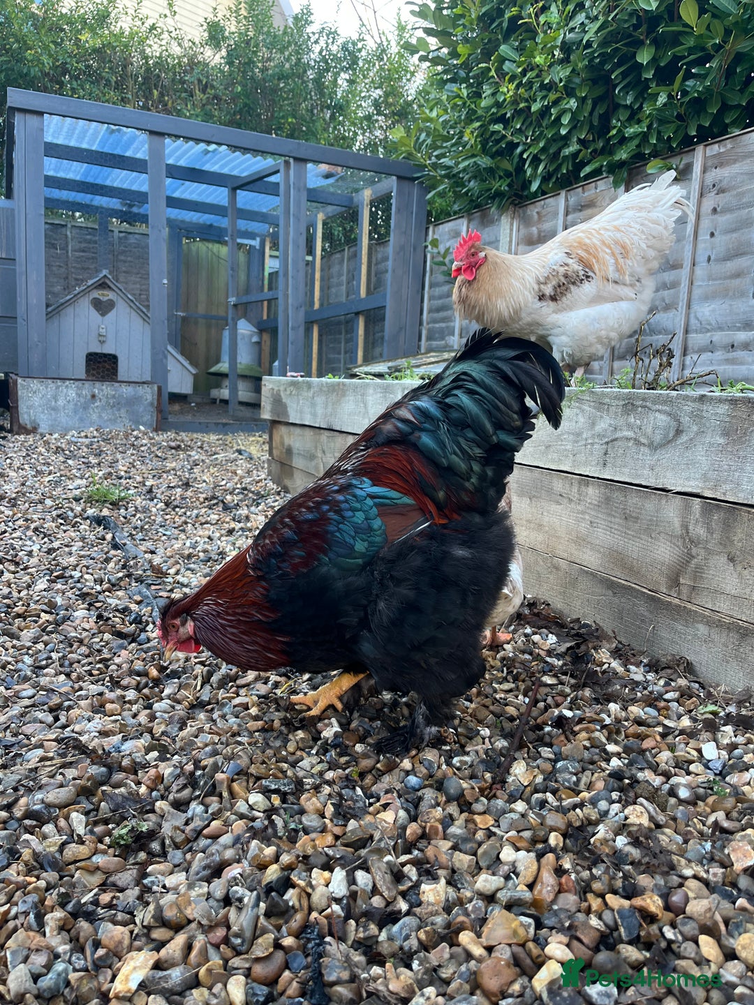 Chickens poultry for sale: Sold as a pair or individually  - Advert 2