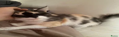Female mainecoon 