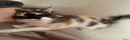 Maine Coon cats for sale: Tica active male and females  in Harlow - Advert 4